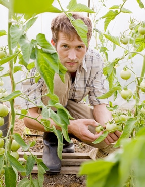 Man starring at plants: Garden Planting