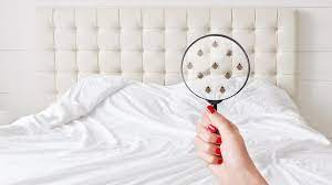 how to remove bed bugs