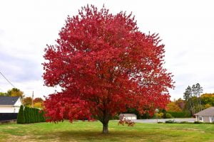 Trees home value
