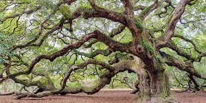 oaks