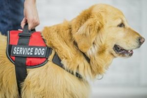Service Animals And Emotional Support Animals