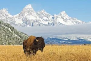 Largest Cities in Wyoming