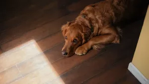NYC Co-op Pet Policy: What Boards Can Really Restrict in New York City